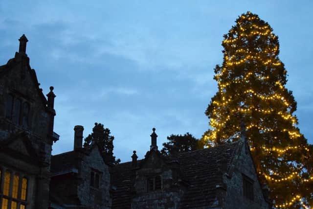 The biggest living Christmas tree in the country - nearly 130 years old.