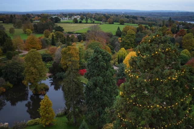 The view from the top of the tree - 37m high up!
