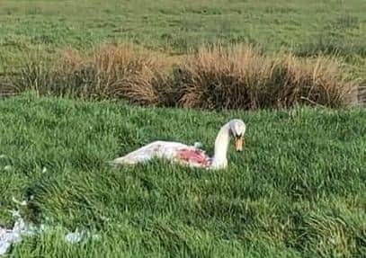 Two swans have been killed in seperate dog attacks in Lewes. 


Picture: East Sussex Wildlife Rescue & Ambulance Service