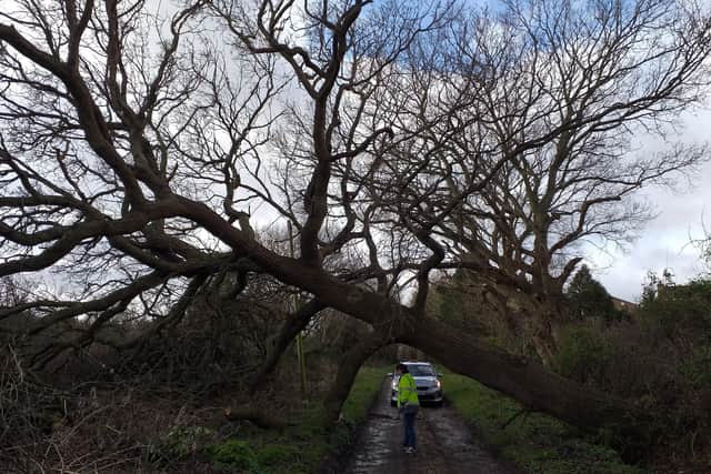 The fallen oak tree in Hailsham