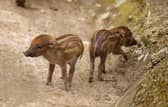 UK zoo celebrates birth of world’s rarest Visayan warty piglets - with pictures 