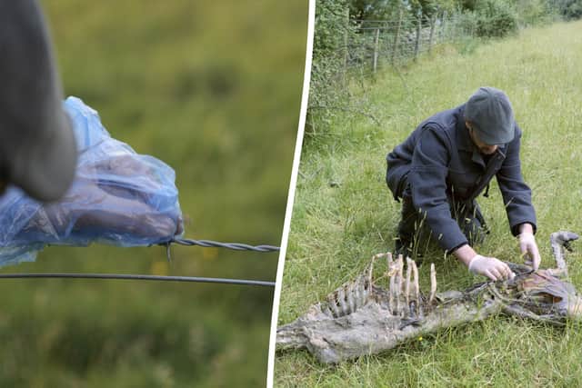 A forensic laboratory used mitochondrial DNA analysis to ascertain a 99 per cent match to a big cat species.