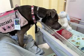 Staffie Belle was the first to meet newborn Olly. (SWNS)