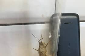 The locust found in Lee Westacott's fridge door.