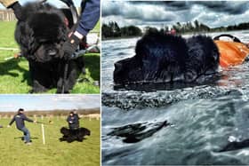 Adorable Newfoundland dogs during their water rescue training sessions.