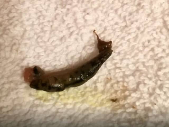 A slug in a towel.