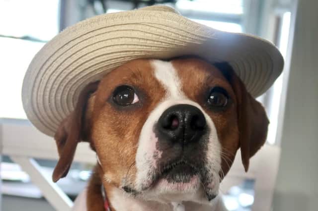 Beagle cross dog Winston loves watching films.