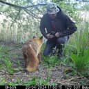 Video grab of Bob Dunlop's interaction with a friendly fox  near his home in Littleport, Cambs. 