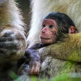 Baby Barbary macaques cuddle their mothers.