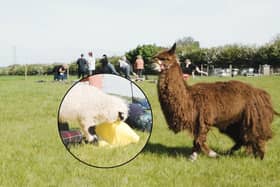 Adorable but naughty sheep interrupts Alpaca yoga exercise class at Lowlands Farm 