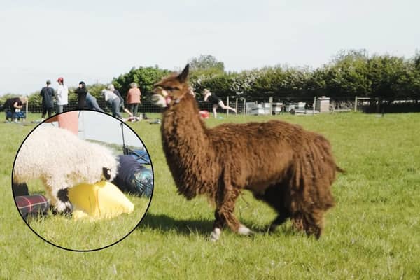 Adorable but naughty sheep interrupts Alpaca yoga exercise class at Lowlands Farm 