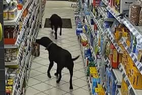 Thieving Labradors caught on CCTV stealing loaf of bread in hilarious shoplifting incident