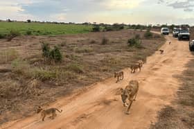 A family of lions passed right by our jeeps (Photo: Amber Allott/NationalWorld)