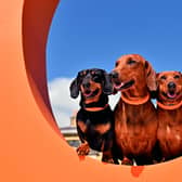 Three pals enjoy Goodwoof 2025 (Jas Lehal Media Assignments/pa)