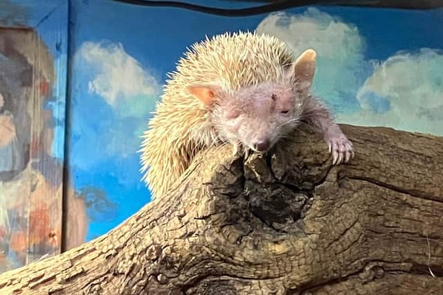 A tenrec hedgehog at Paultons Park