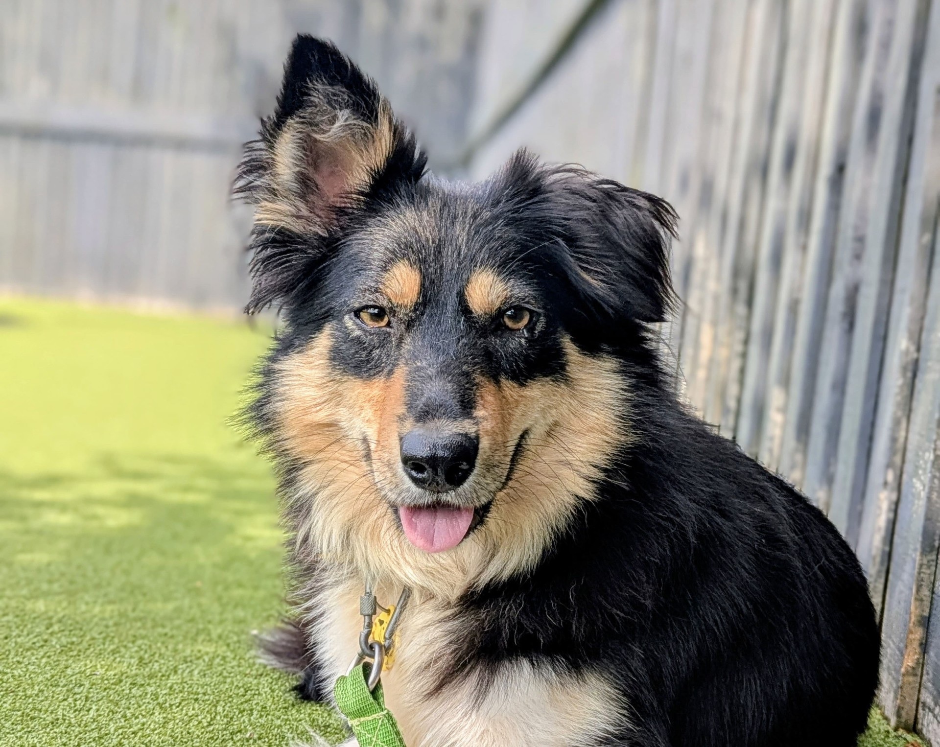 A happy ending for Muffin the Border Collie thanks to generous lottery ...