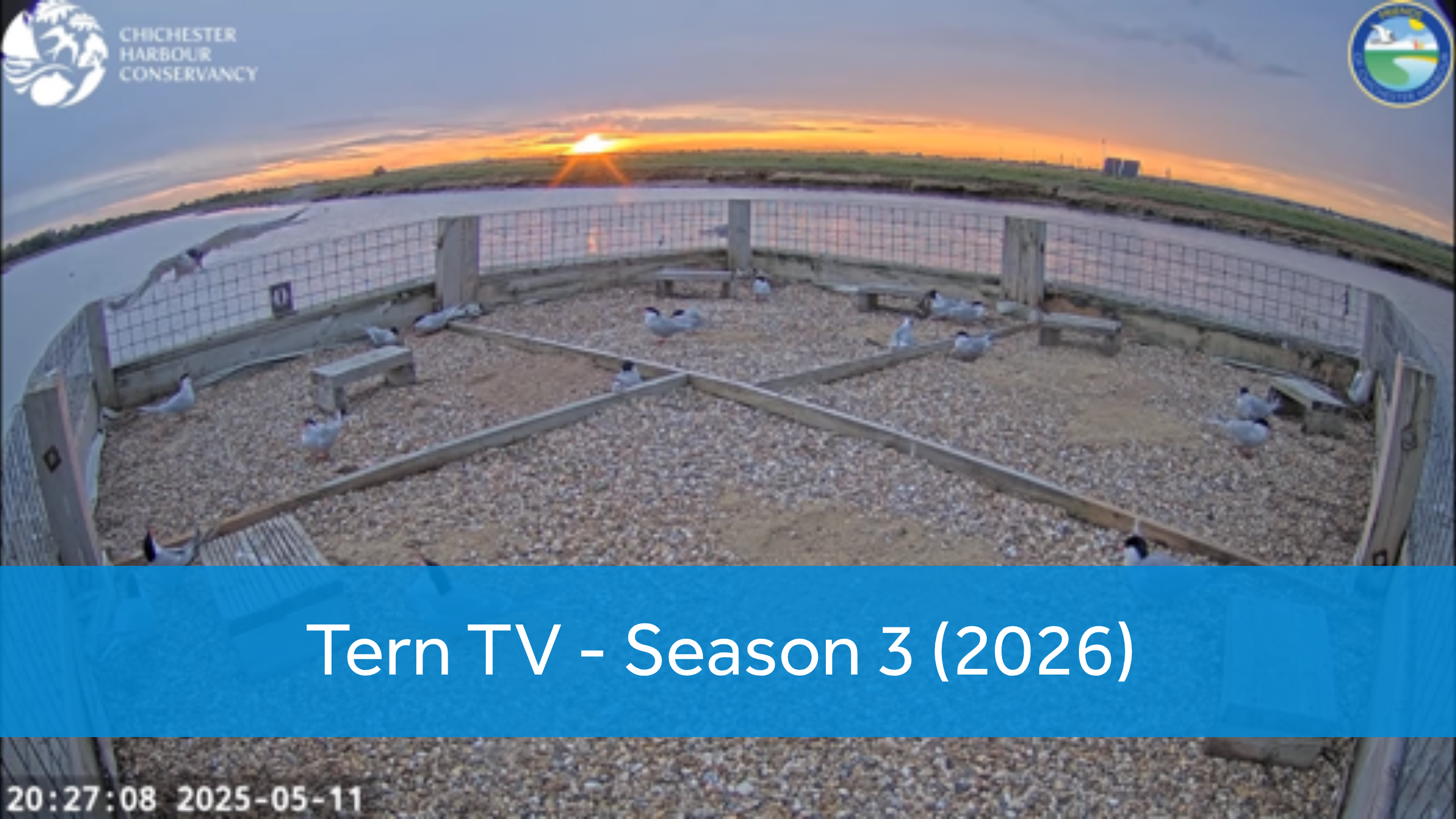 Tern TV has re-Terned! Live action from Chichester Harbour’s seabird colony