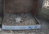 Two little fluffy chicks can be seen via the peregrine webcam