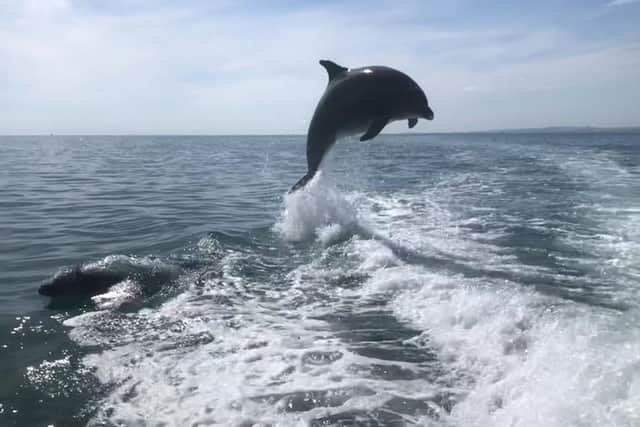 Bottlenose dolphin spotted one mile out from Brighton