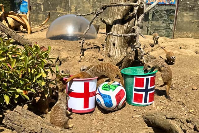 The meerkats preferred the England bucket but didn't completely ignore Norway