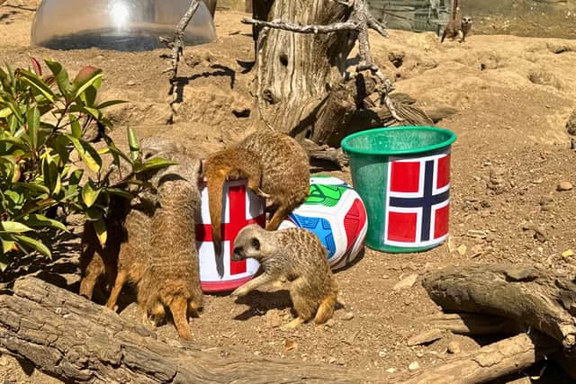 The meerkats showed a clear preference for the England bucket