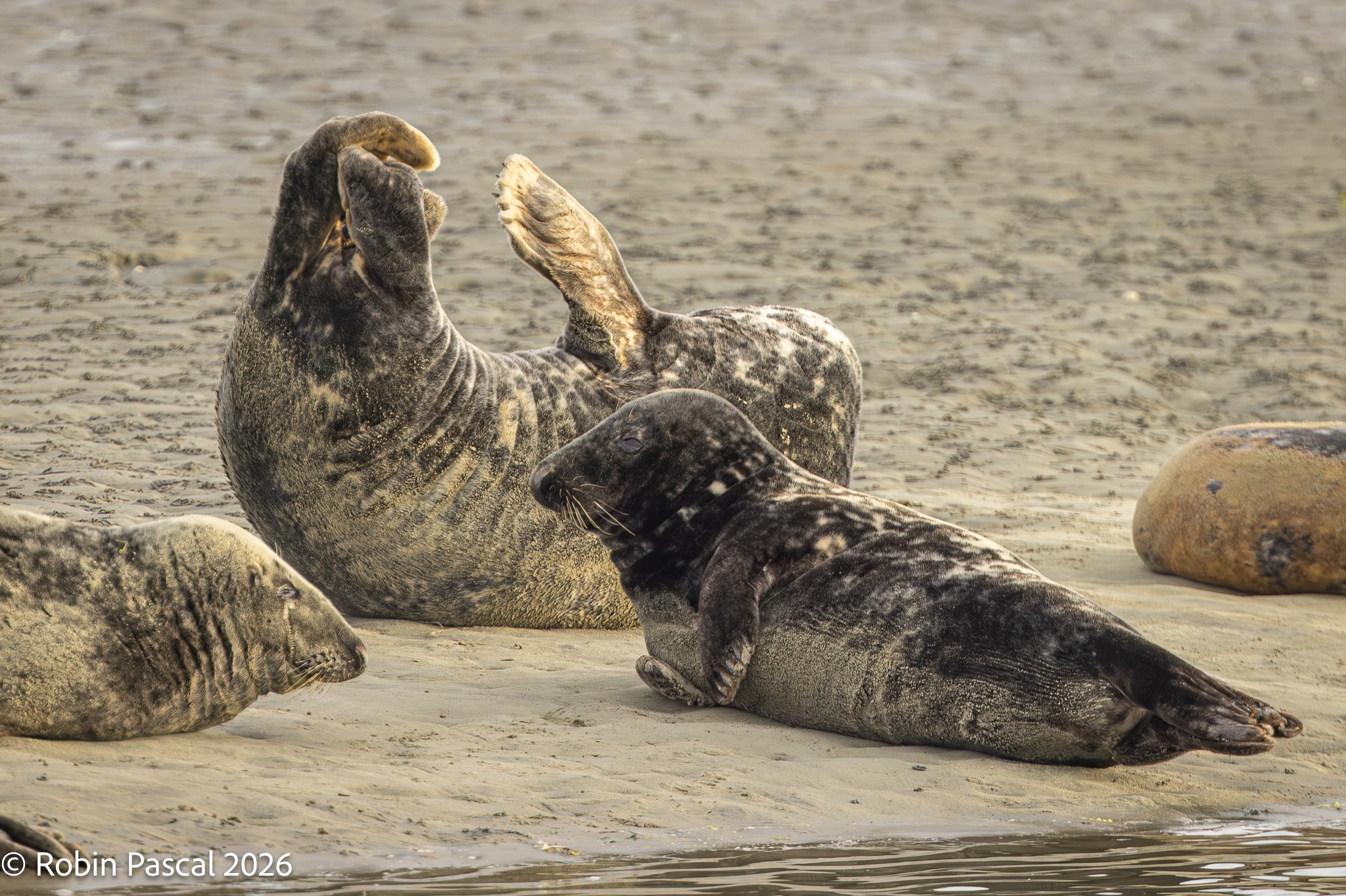 Can you help Chichester Harbour's seals get the rest they need?
