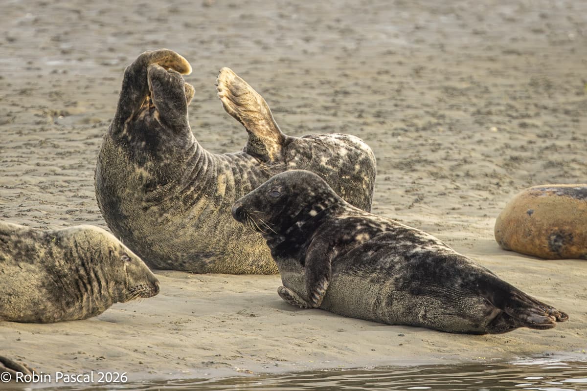 Can you help Chichester Harbour's seals get the rest they need?