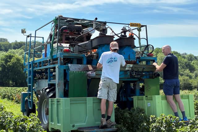 Dr Kieran Mullan MP visits local farm for Blackcurrant Harvest