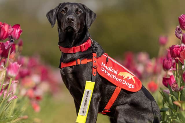 Medical Detection Dog Mae is a finalist in the national Service Dogs UK awards.