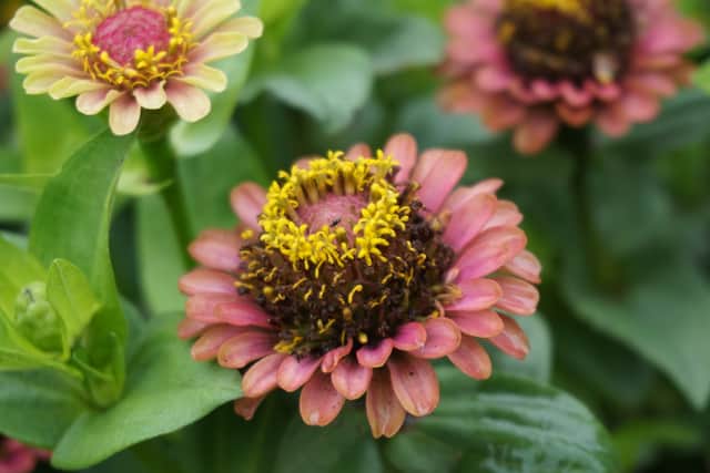 Although the seasons are turning there is still plenty of colour.