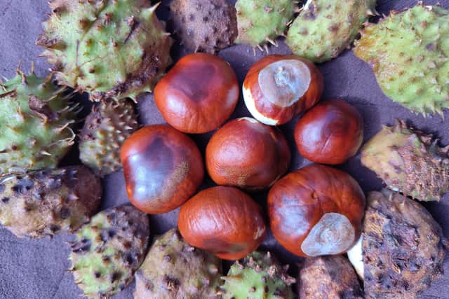 Spiders watch out, conkers about