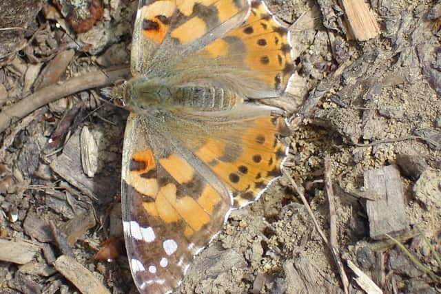A Painted Lady in the Combe Valley this summer