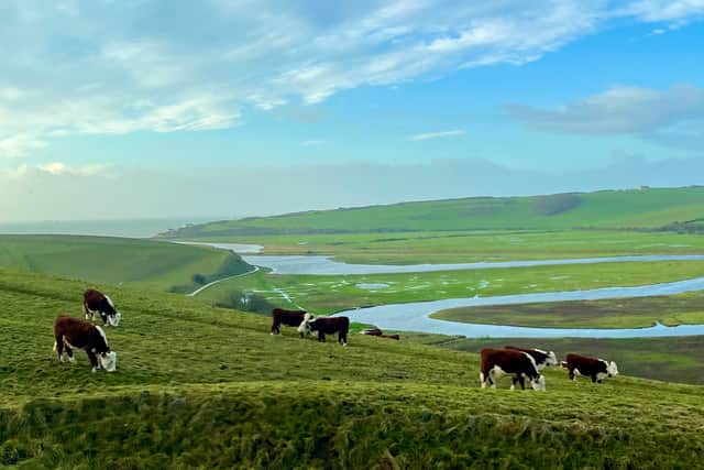 Cows in the Cuckmere