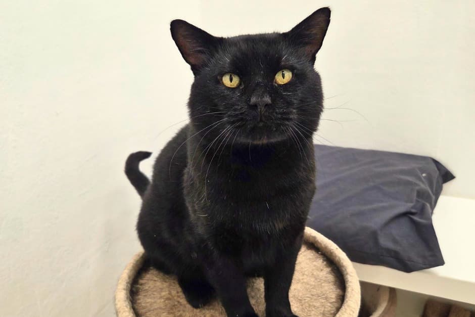 Sidlesham rescue centre hopes to find homes for 24 black cats this ...