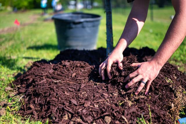 Sussex Green Living: Do more by doing less in your garden this winter