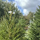 The prize festive tree