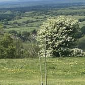 View from the Downs