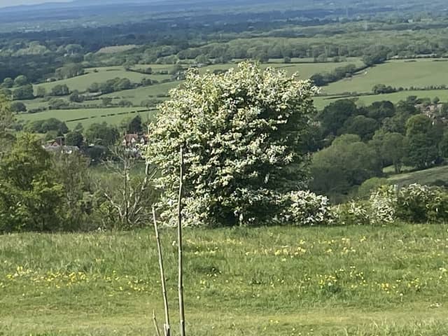 View from the Downs