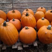 The Duckyls Farm Pumkin Crop 