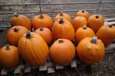 The Duckyls Farm Pumkin Crop 