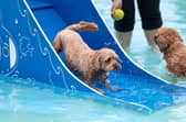 Taking The Slide at Dogtember 2026 at Saltdean Lido.