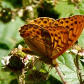 Sussex Butterfly