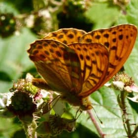 Sussex Butterfly