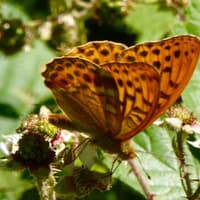 Horsham Society: Demise and revival