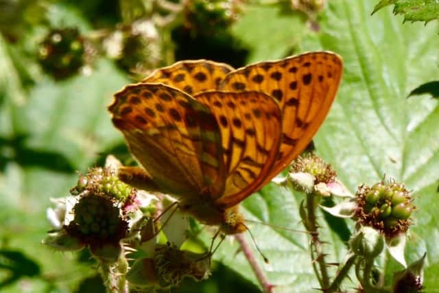 Sussex Butterfly