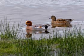 Wigeon ducks