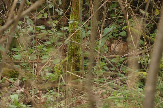 Can you spot the Woodcock? They have incredible camouflage.