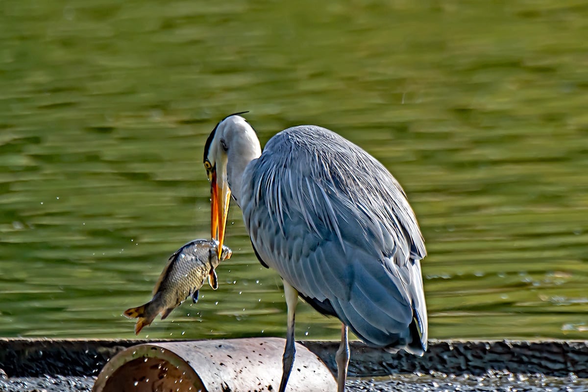 Reader picture: a grey heron at Warnham Nature Reserve