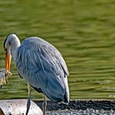 A Grey Heron,