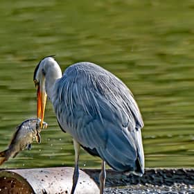 A Grey Heron,